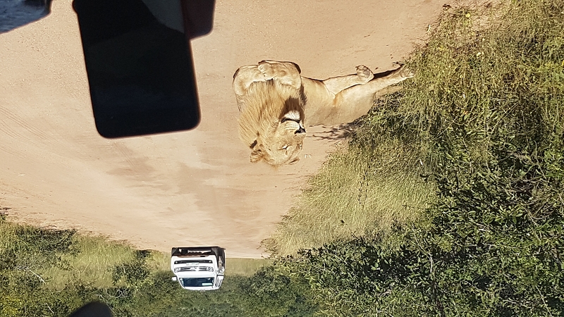 k löwe kunde handy kruger nationalpark südafrika