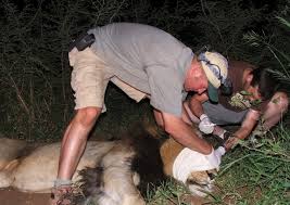 tierarzt safari afrika