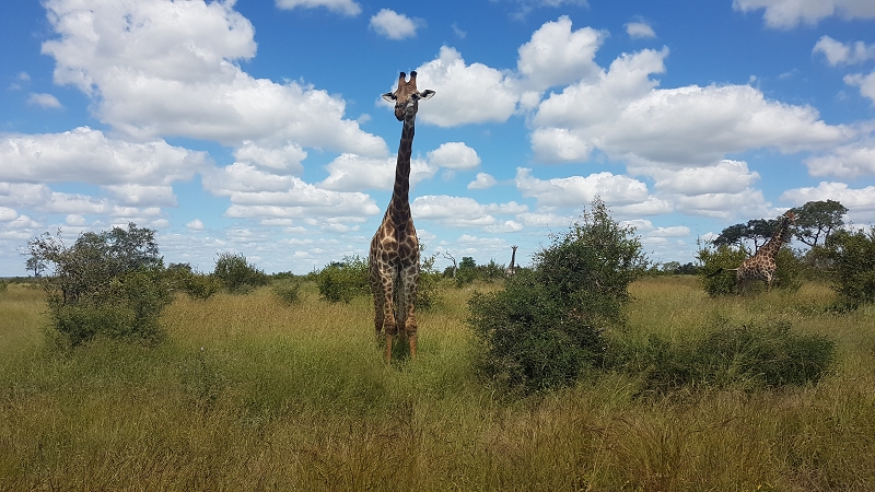 giraffe krugerpark südafrika