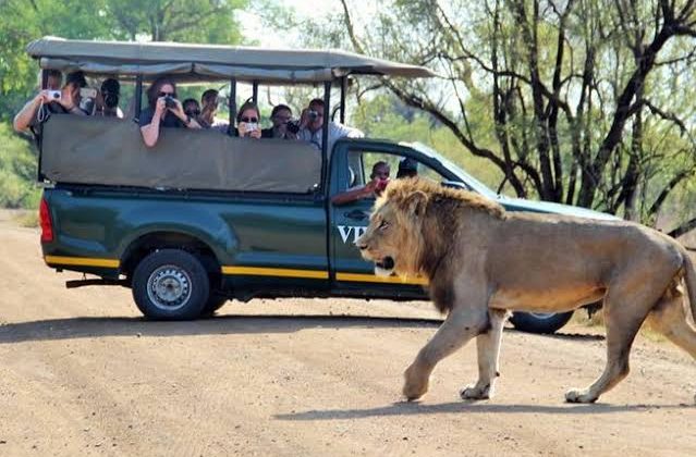 lodge safari kruger