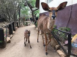 baumhaus wildlife kruger