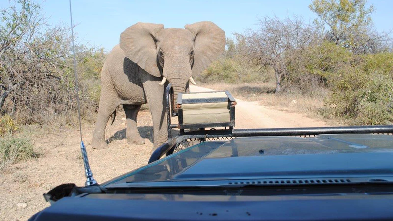 elefant safari