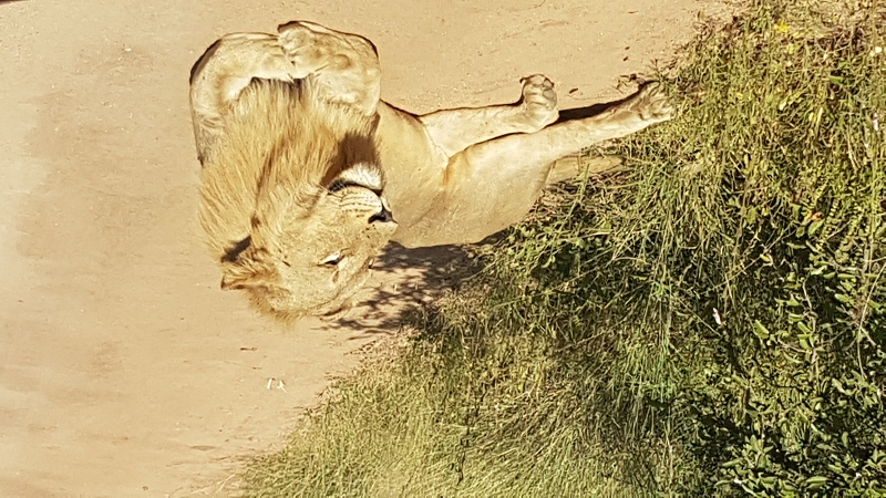 k löwe auf strasse krugerpark südafrika