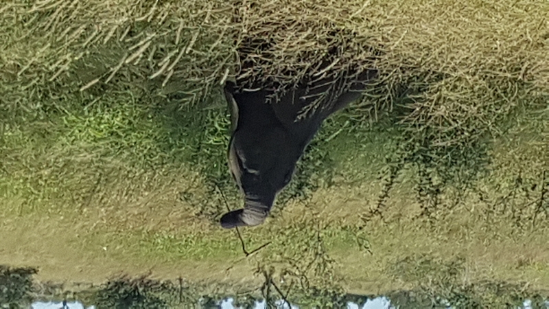 k baby elefant spielt kruger nationalpark südafrika