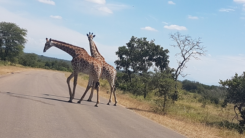 k giraffen strasse kruger nationalpark südafrika