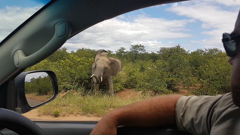 k guide mit elefant kruger nationalpark