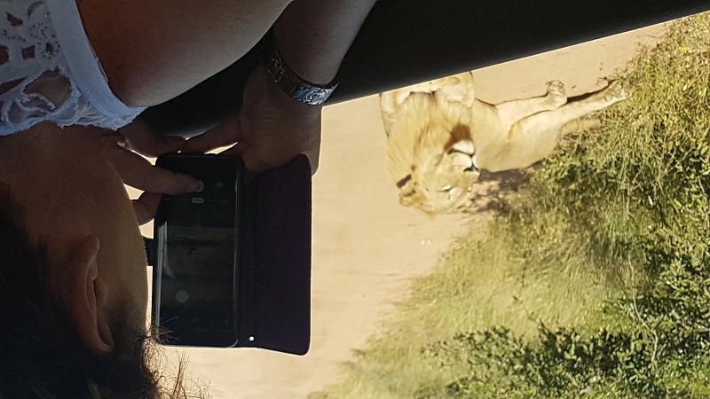 k safari kundin foto löwe krugerpark südafrika