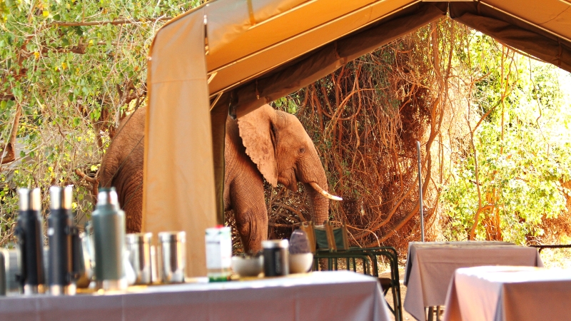 elefant camp krugerpark südafrika