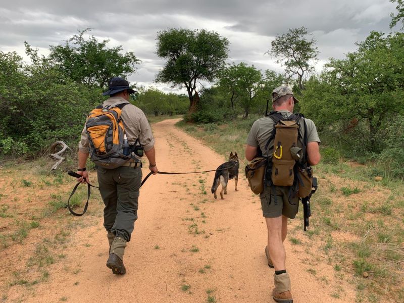 k9 safari kruger park suedafrika spurensuche