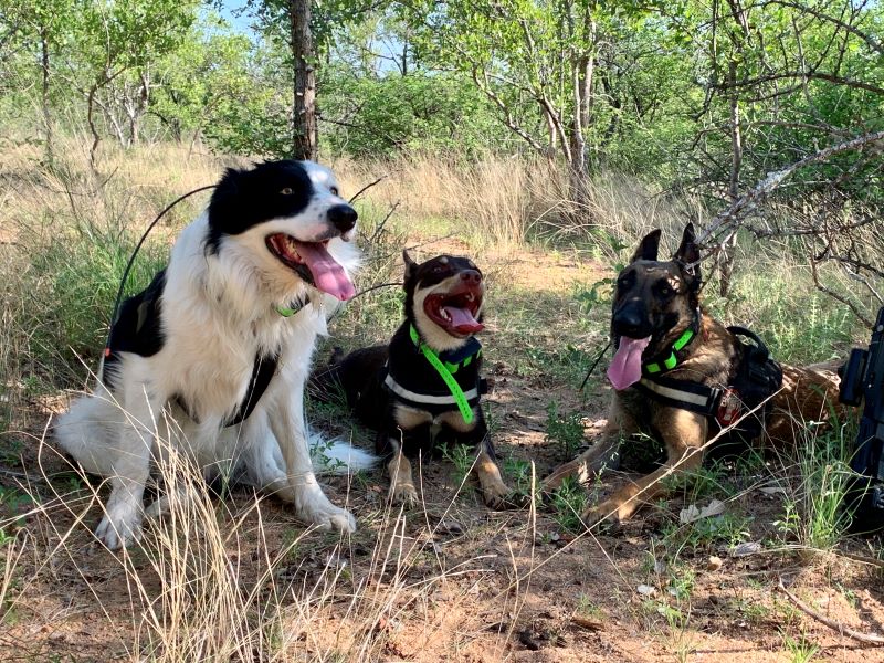 k9 safari suchhunde kruger park suedafrika