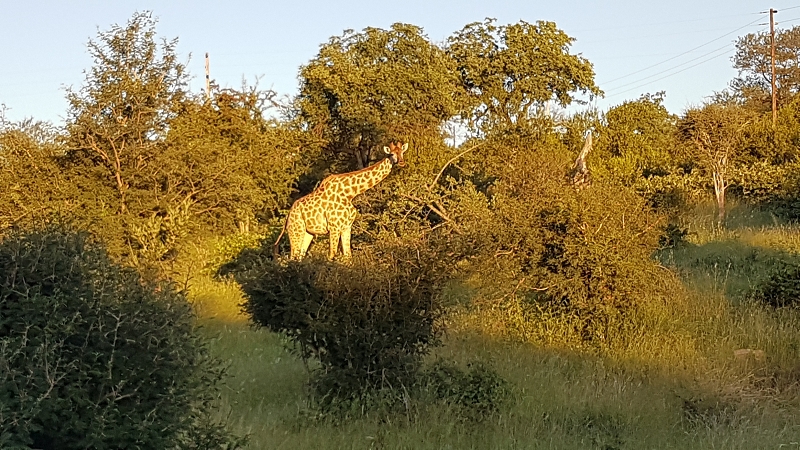 k giraffe balule nature reserve südafrika