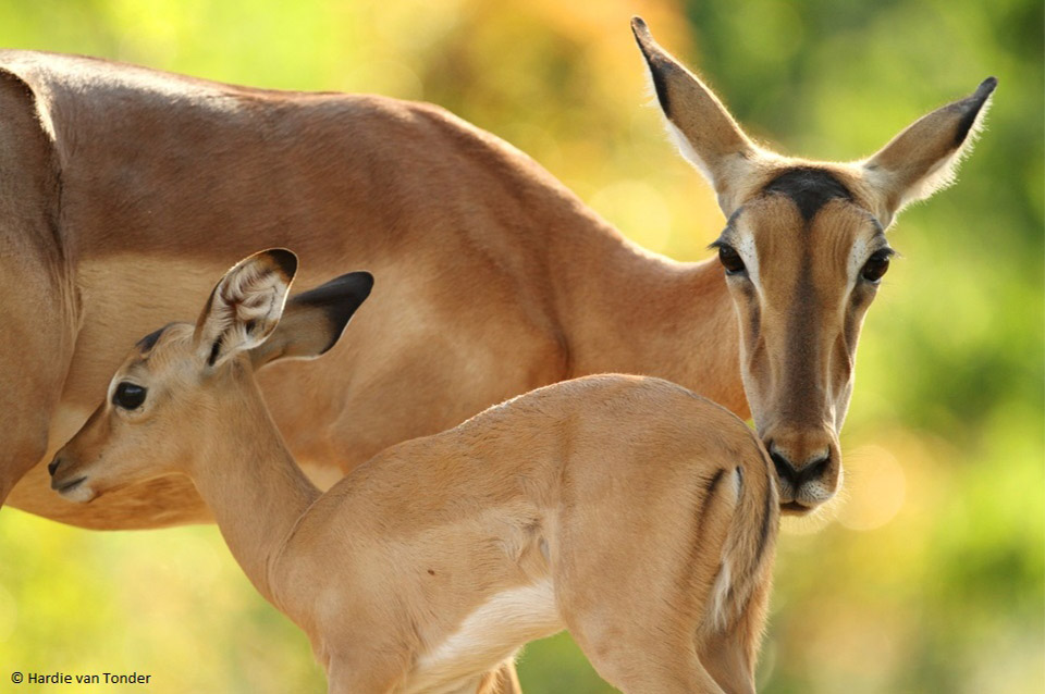Antilopen Familie - Krugerparksafariscout.com
