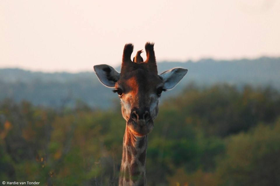 Giraffe - Krugerparksafariscout.com