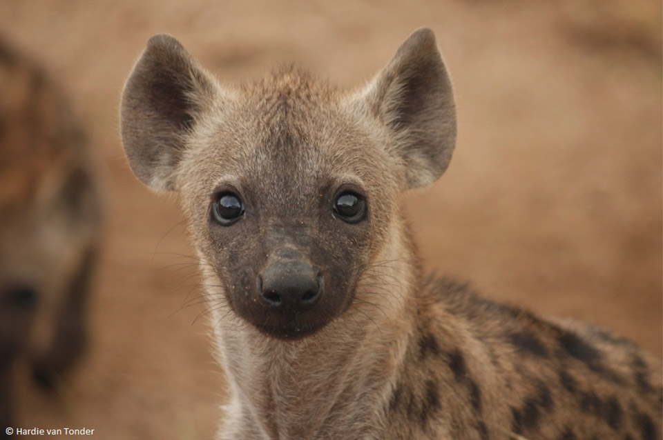 Hyäne - Krugerparksafariscout.com