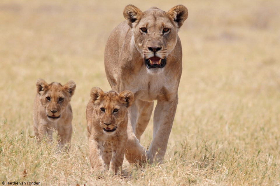 Löwenfamilie - Krugerparksafariscout.com