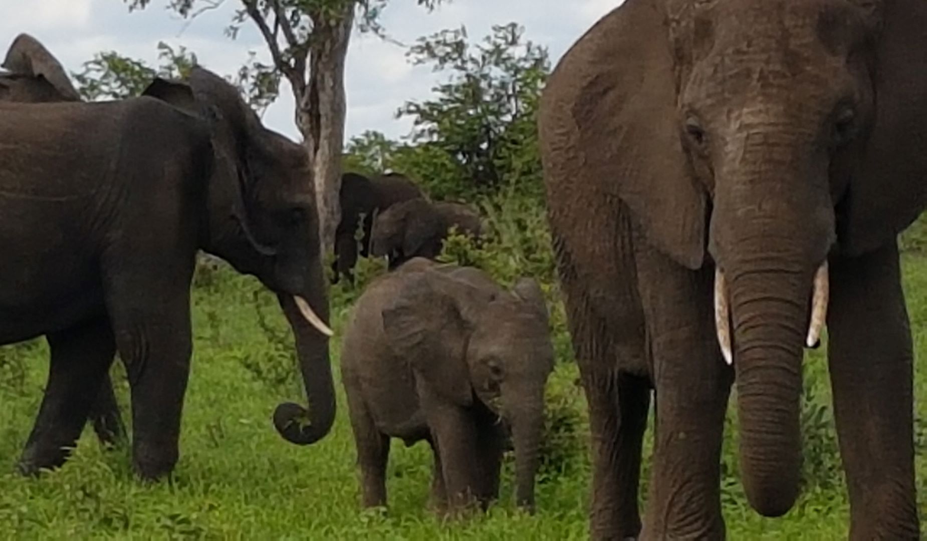 Kruger Park Wildlife Safaris mit Elefanten
